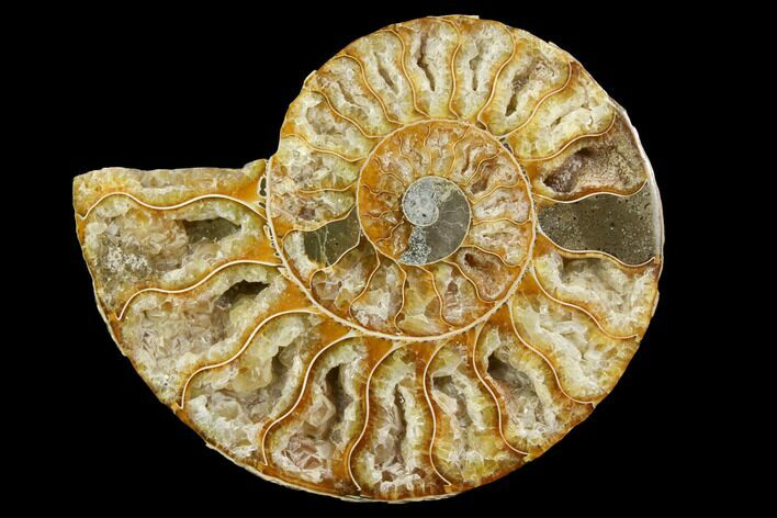 Cut & Polished Ammonite Fossil (Half) - Agate Replaced #146143